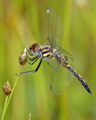 Male, immature
2008_05_10_SC